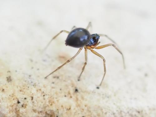 Prinerigone vagans